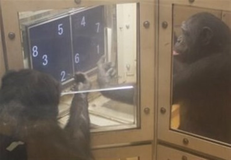 Chimpanzees Shown Spontaneously &apos;Taking Turns&apos; to Solve Number Puzzle