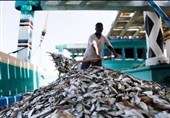 کشتی صیادی چینی حامل 50 تُن ماهی میکتوفیده در جاسک متوقف شد