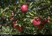 توسعه باغات سیب استان سمنان در دستور کار قرار دارد