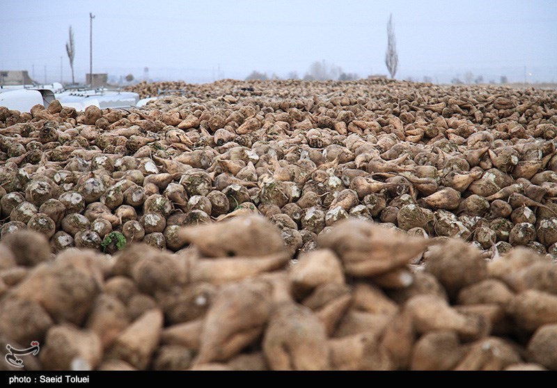خوزستان| بیش از 112 هزار تن چغندر در اندیمشک تولید می‌شود