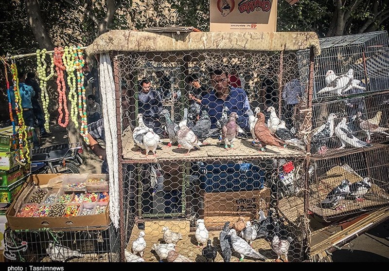 هفته ‌بازار سنتی مرغ، خروس و پرندگان گنبدکاووس 