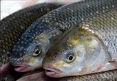 220 تن ماهی سردابی از چهارمحال و بختیاری صادر شد