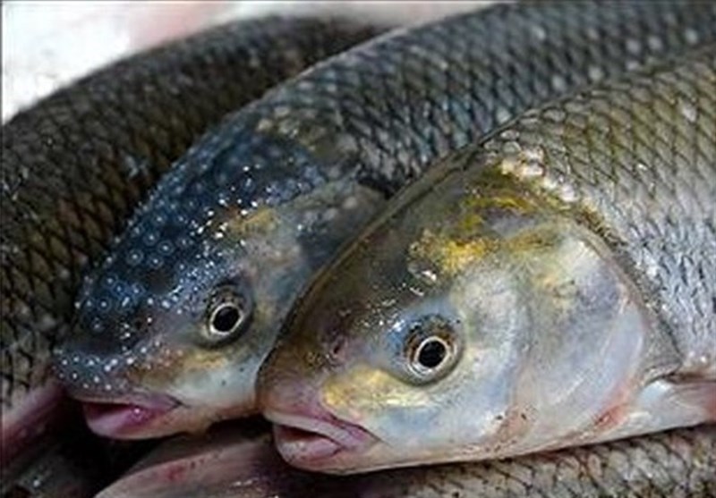 500 تن ماهی در قفس در استان لرستان تولید شد