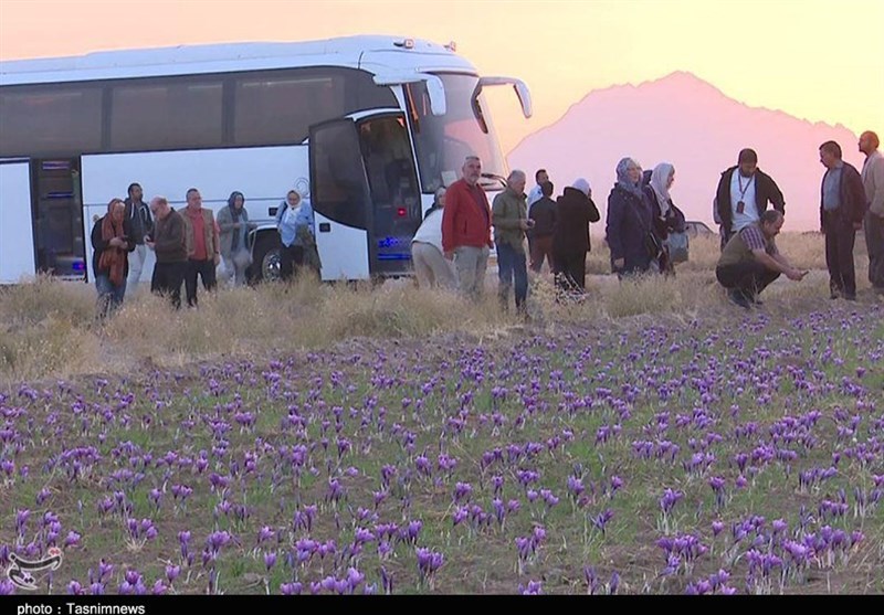 حضور گردشگران آلمانی در مزارع زعفران قاین به روایت تصویر