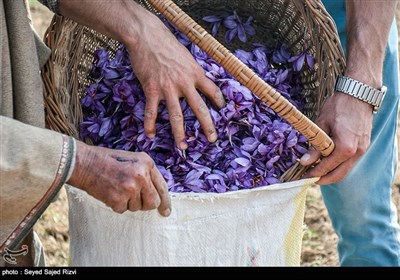 برداشت زعفران در کشمیر