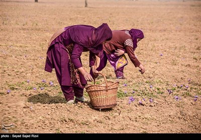 برداشت زعفران در کشمیر