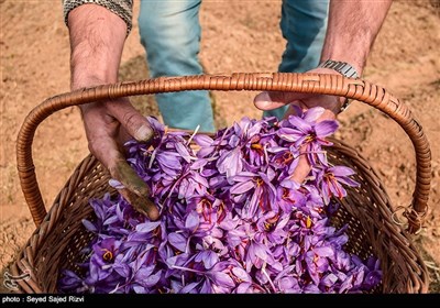 برداشت زعفران در کشمیر