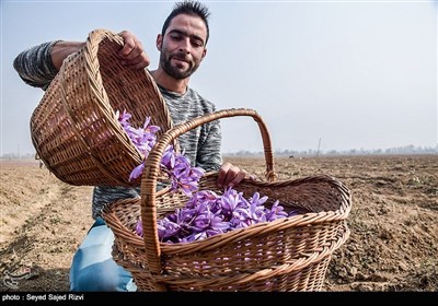 برداشت زعفران در کشمیر