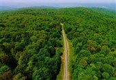 3 منطقه از جنگل‌های هیرکانی گلستان برای ثبت میراث طبیعی جهانی به یونسکو معرفی شد