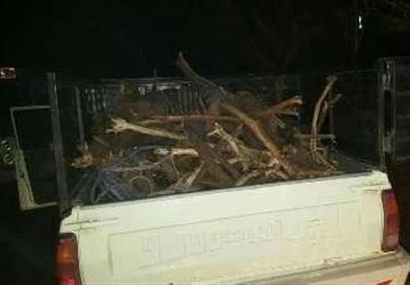 3 تن چوب جنگلی قاچاق در ساری کشف شد