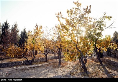 پاییز در مشهد