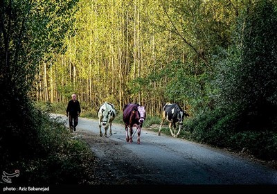 فصل الخریف فی مدینة ’’الشتر‘‘ بمحافظة لرستان