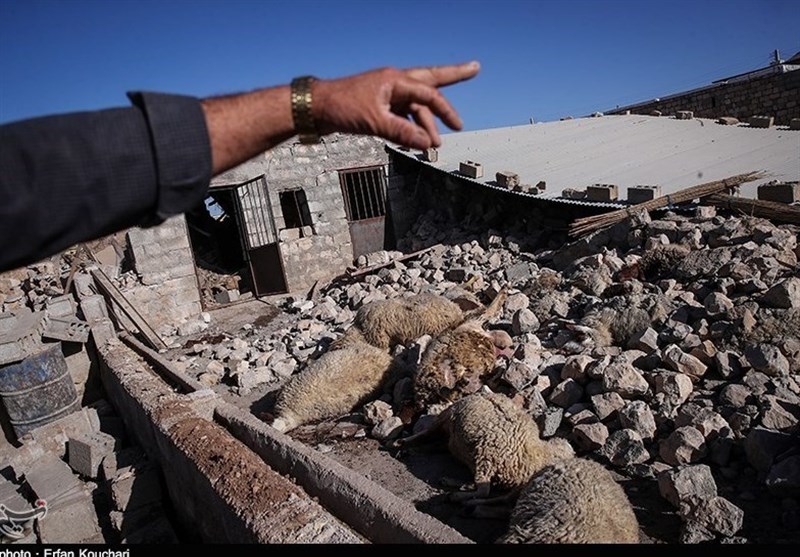 کردستان| 227 رأس دام سبک و سنگین تلف‌شده مسمومیت در قروه ‌دفن بهداشتی شدند