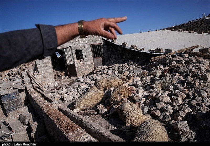 3.8 میلیارد ریال غرامت به دامداران زلزله‌زده استان کرمانشاه پرداخت شد