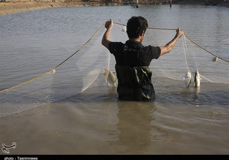البرز| طرح پرورش ماهی در استخرهای کشاورزی در 80 هزار منبع آبی آماده‌سازی شد