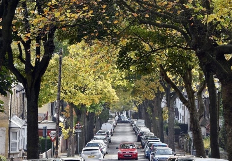 کاشت درخت در حاشیه خیابان‌ها حملات آسم را کاهش می‌دهد