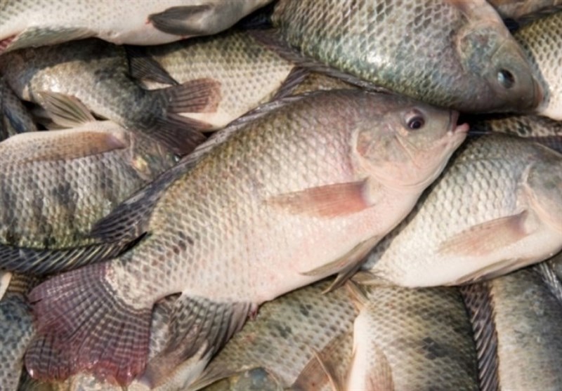 استان یزد می‌تواند کل نیاز ماهی کشور را با تولید تیلاپیا تامین کند