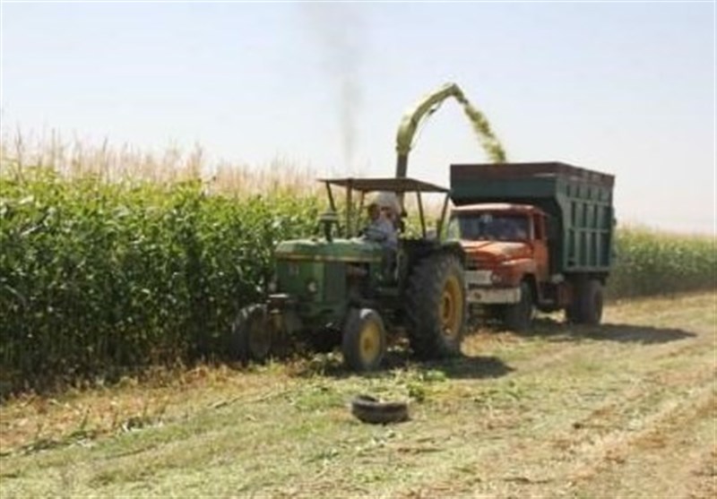 413 هزار تن ذرت علوفه‌ای امسال توسط کشاورزان البرزی تولید شده است