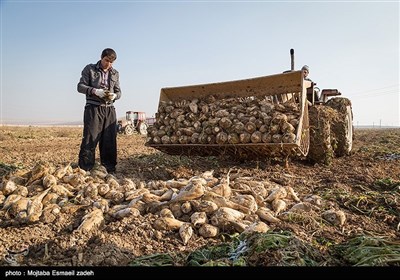 برداشت چغندر در ارومیه