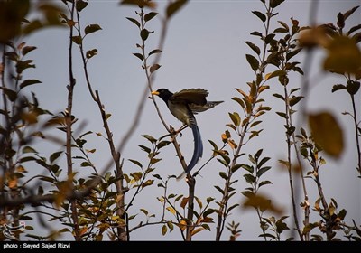 فصل پاییز در کشمیر