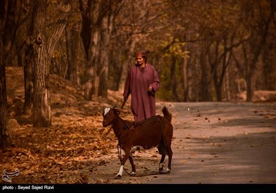 فصل پاییز در کشمیر