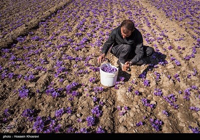تغییرالگوی کشت و کاشت محصولات کشاورزی با مصرف آب کم، یکی از راهکارهای مهم در سال‌های بحران کم‌آبی در استان فارس محسوب شده و مرهمی بر زخم کهنه خشکسالی در این استان به شمار می‌رود.