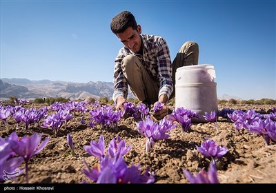 تغییرالگوی کشت و کاشت محصولات کشاورزی با مصرف آب کم، یکی از راهکارهای مهم در سال‌های بحران کم‌آبی در استان فارس محسوب شده و مرهمی بر زخم کهنه خشکسالی در این استان به شمار می‌رود.