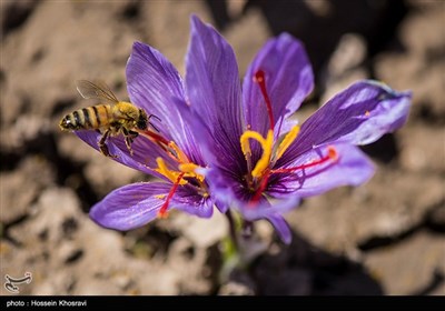 برداشت زعفران در سایه بی آبی