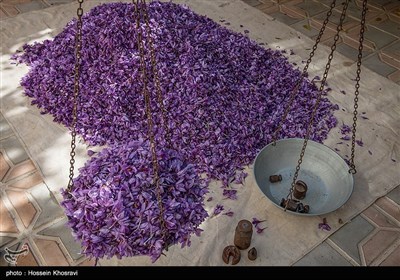 برداشت زعفران در فارس در سایه بی آبی
