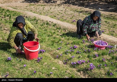 شهرستان استهبان با تولید 85 درصد زعفران استان فارس پیشرو و یکی از الگوهای کشت زعفران در استان فارس به شمار می‌رود که می‌توان با برنامه‌ریزی توسعه و کاشت این گیاه کم مصرف را در برنامه قرار داد.