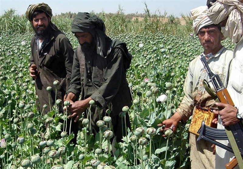 احتمال همکاری مسکو-واشنگتن در افغانستان/روسیه از اقدام آمریکا علیه تولید مواد مخدر حمایت کرد