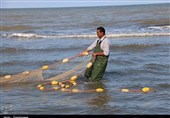 صیادان گیلانی 410 تن ماهی استخوانی از دریای خزر صید کردند