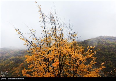 طبیعت پاییزی در گلستان