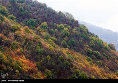 طبیعت پاییزی در گلستان