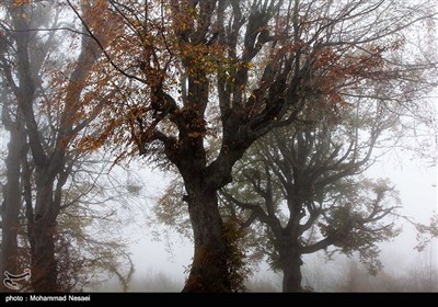 طبیعت پاییزی در گلستان