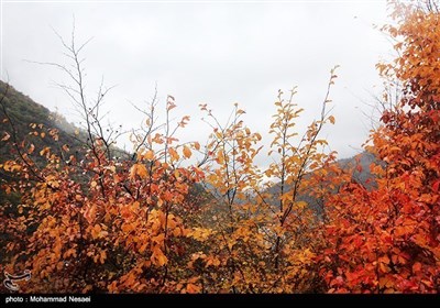 صوبہ گلستان میں خزاں کے قدرتی مناظر