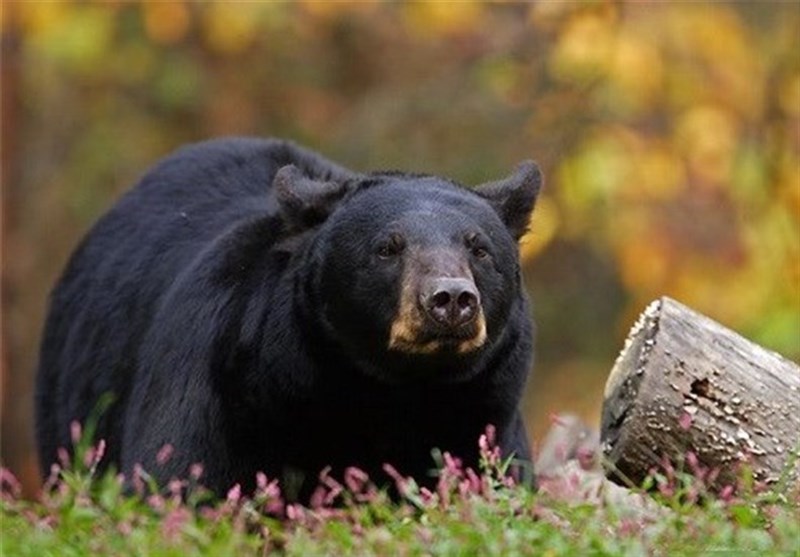 جاده‌سازی در زیستگاه خرس سیاه آسیایی متوقف شد