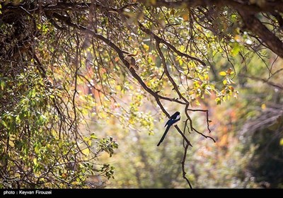 کردستان میں موسم خزاں کی تصویری جھلکیاں