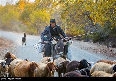 کردستان میں موسم خزاں کی تصویری جھلکیاں