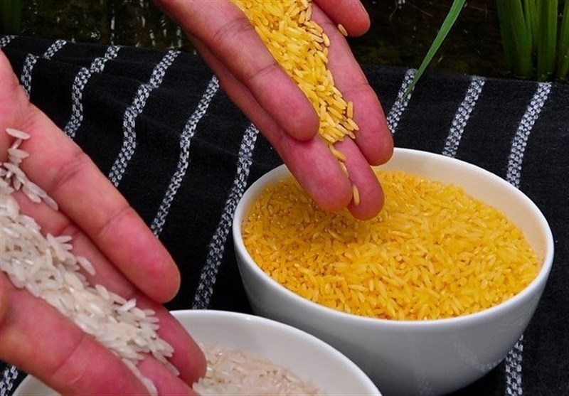 تهیه شناسنامه ژنتیکی برای 200 رقم برنج تجاری دنیا توسط شرکت دانش‌بنیان ایرانی