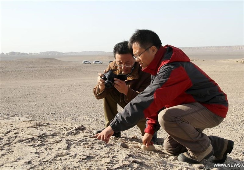 کشف فسیل 200 تخم‌ دایناسور پرنده در چین+تصاویر