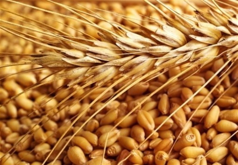 Image result for ‫فروش انواع گندم به صورت عمده‬‎