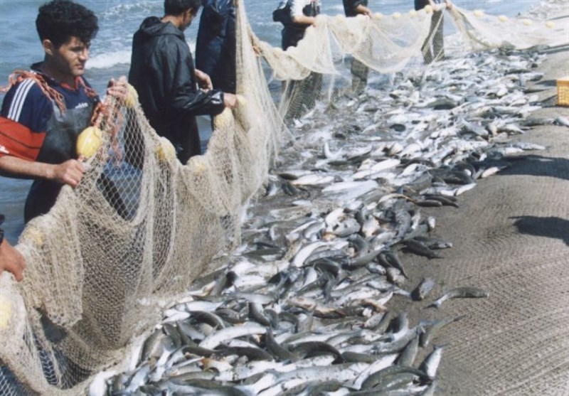 986 تن ماهیان استخوانی در مازندران صید شد