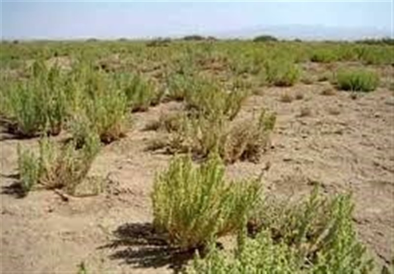 سمنان| بیابان‌زدایی در 900 هکتار از اراضی بیابانی گرمسار و آرادان
