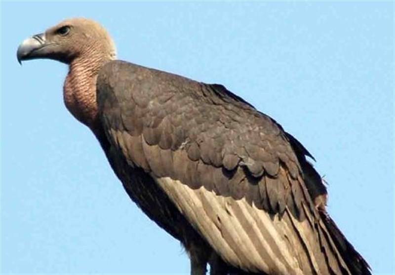 مناطق حفاظت محیط زیست استان بوشهر زیستگاه پرندگان شکاری است