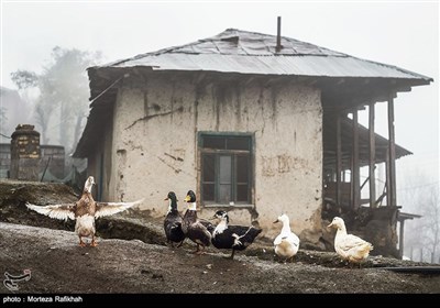 روستاییان با پرورش و نگهداری انواع طیور مانند اردک، غاز، مرغ و بوقلمون نیازهای غذایی خود را تامین میکنند. یکی از زیبایی های زندگی در روستا دیدن و شنیدن صدای این حیوانات است که در روستا پراکنده شده اند و به انسان حس سرزندگی میبخشند