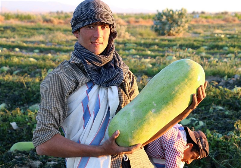 کاهش 3 هزار هکتاری کشت هندوانه در استان فارس