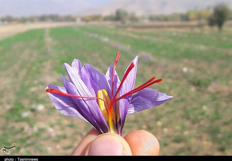 عملکرد بخش خصوصی در حوزه بازاریابی زعفران قابل دفاع نیست