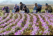 جایگاه جهانی ایران در حوزه تولید زعفران با تهدید جدی روبه‌رو است