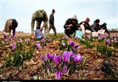 میزان تولید زعفران مرغوب در استان اردبیل از مرز 100 کیلوگرم گذشت